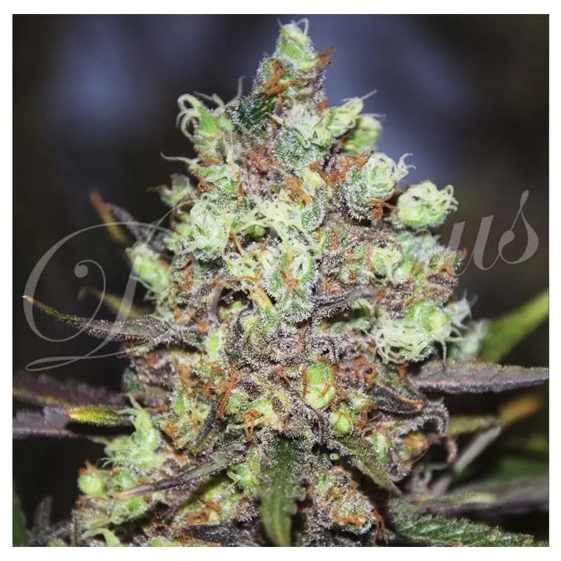 Cotton Candy Kush DELICIOUS SEEDS