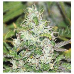 FRUITY CHRONIC JUICE DELICIOUS SEEDS
