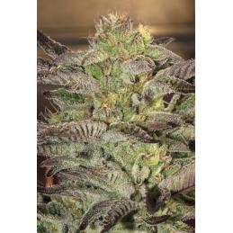 Accord (Amnesia Cordobesa)
