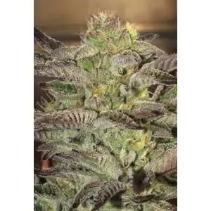 Accord (Amnesia Cordobesa)