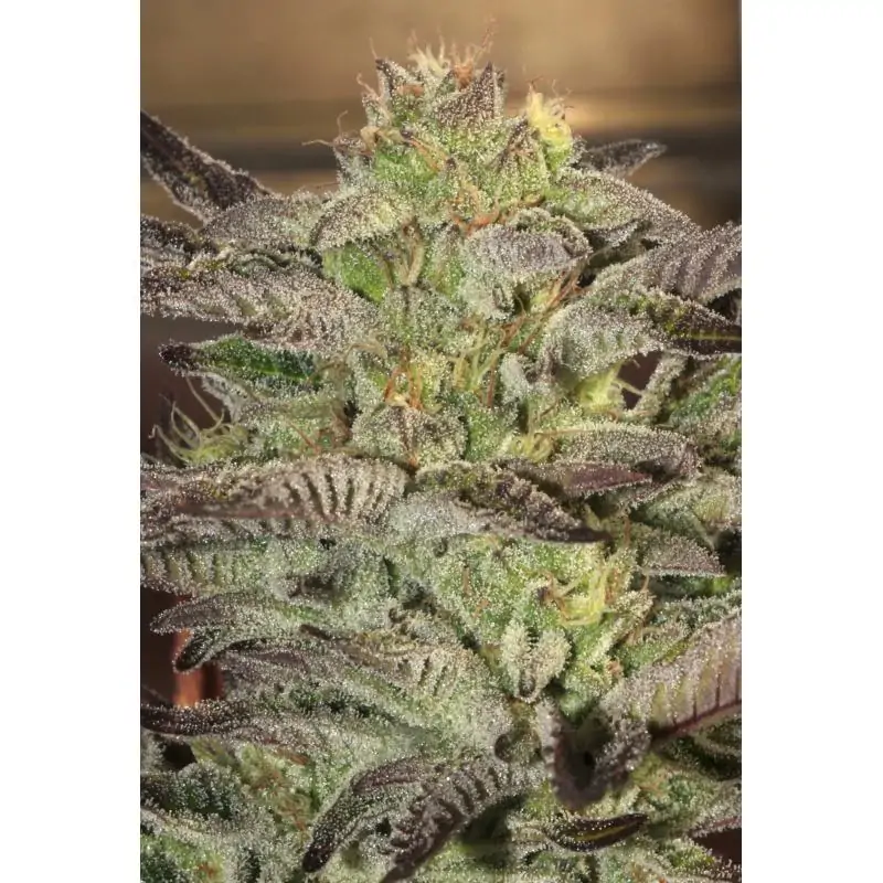 Accord (Amnesia Cordobesa)