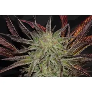 Accord (Amnesia Cordobesa)