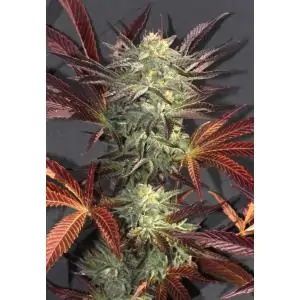 Accord (Amnesia Cordobesa)