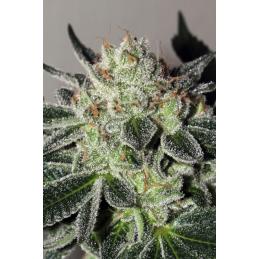 Cheese Cookies
