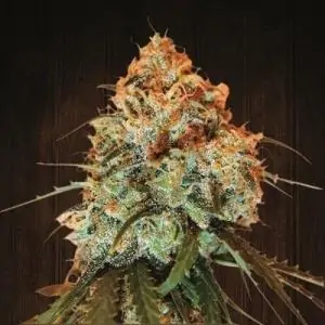 GOLDEN TIGER ACE SEEDS