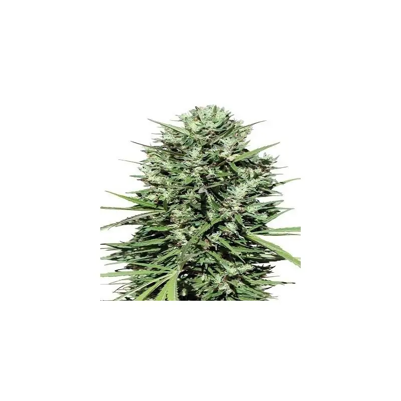 Marruecos Beldia Kif Feminizada ACE SEEDS