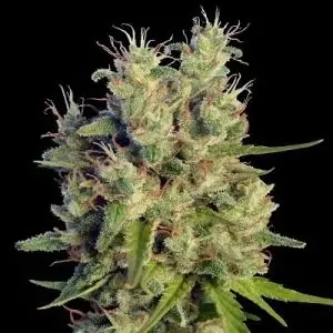 SUPER MALAWI HAZE FEMINIZADA ACE SEEDS