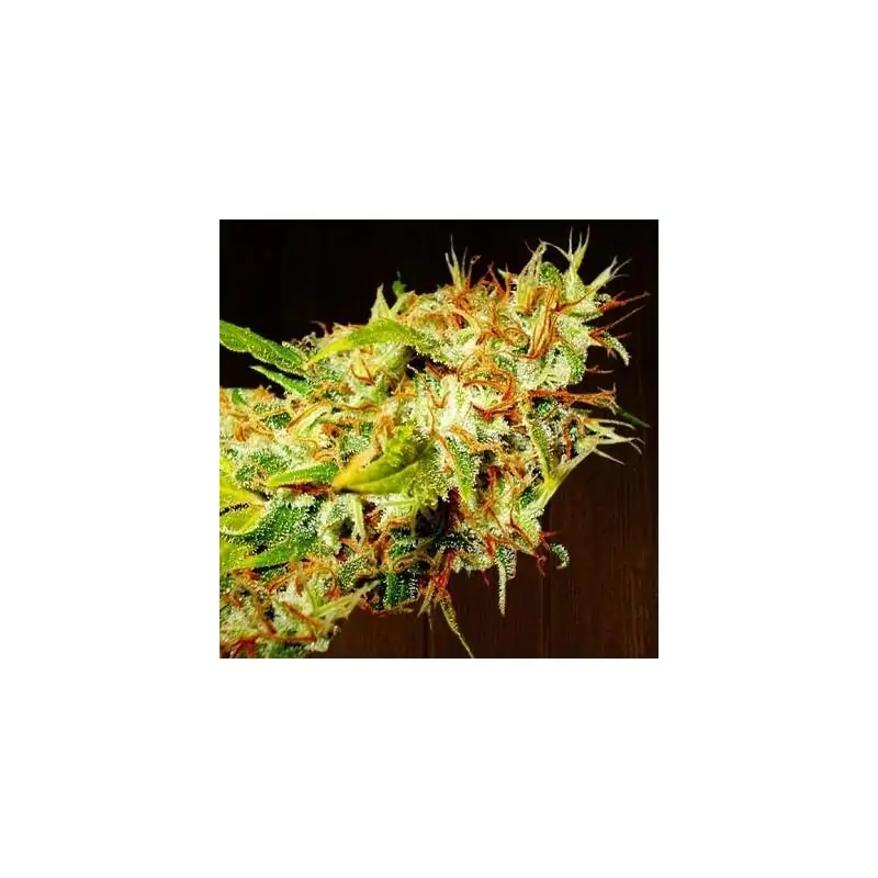 ZAMALDELICA FEMINIZADA ACE SEEDS