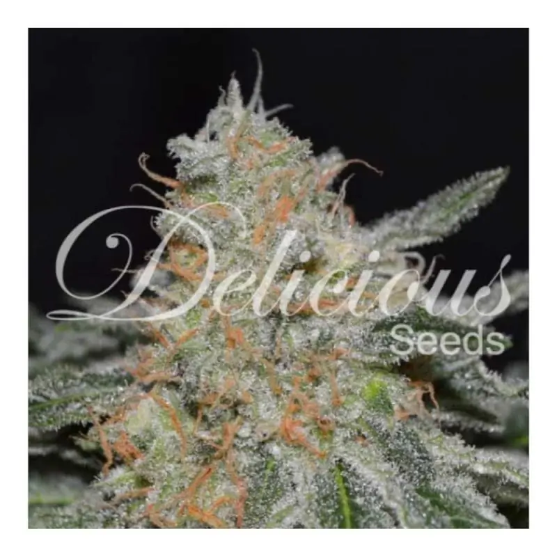 Critical Neville Haze Auto DELICIOUS SEEDS