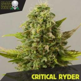 AUTO CRITICAL RAIDER