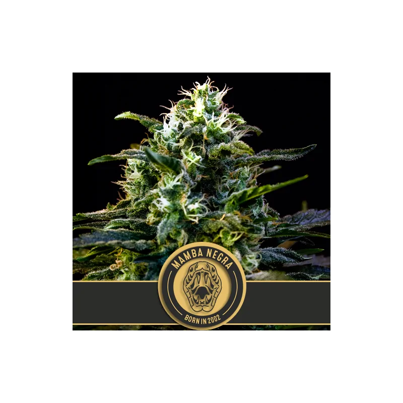 Mamba Negra Blimburn