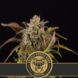 GRIZZLY PURPLE KUSH BLIMBURN