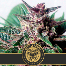 GRIZZLY PURPLE AUTO blimburn