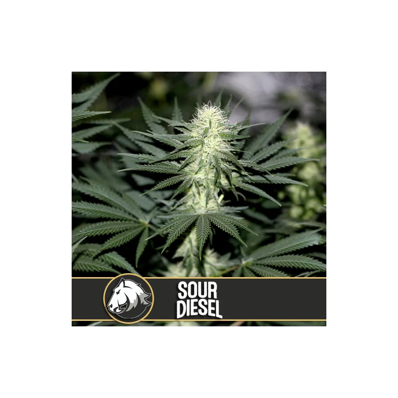 SOUR DIESEL Blimburn