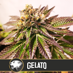 GELATO blimburn