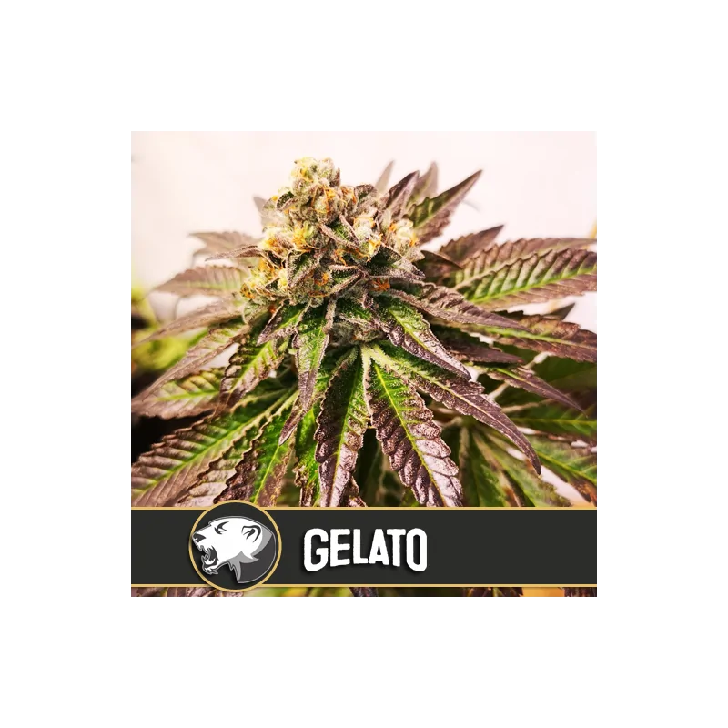 GELATO blimburn