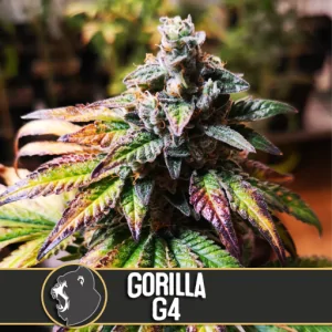 GORILLA GLUE 4 BlimBurn