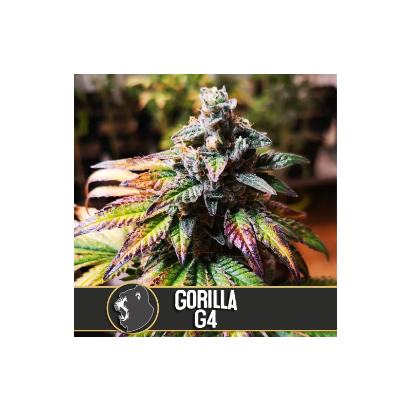 GORILLA GLUE 4 BlimBurn