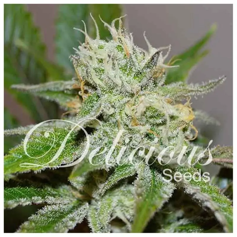 Original Juan Herer DELICIOUS SEEDS
