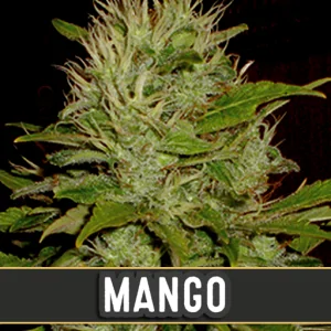 MANGO de blimburn seeds