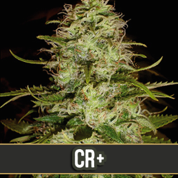CRITICAL+