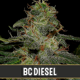 BC DIESEL