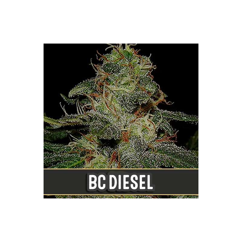 BC DIESEL