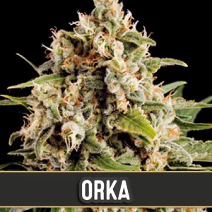 ORKA