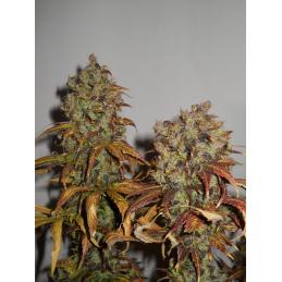 Mango® KC BRAINS