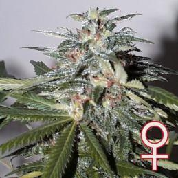 KC 51® KC BRAINS
