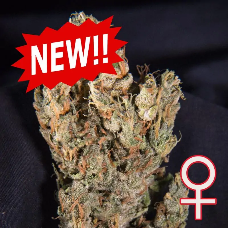 Lemon Sputnik® KC BRAINS