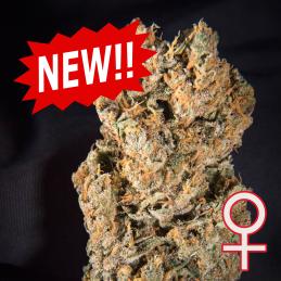 Auto Space Mango