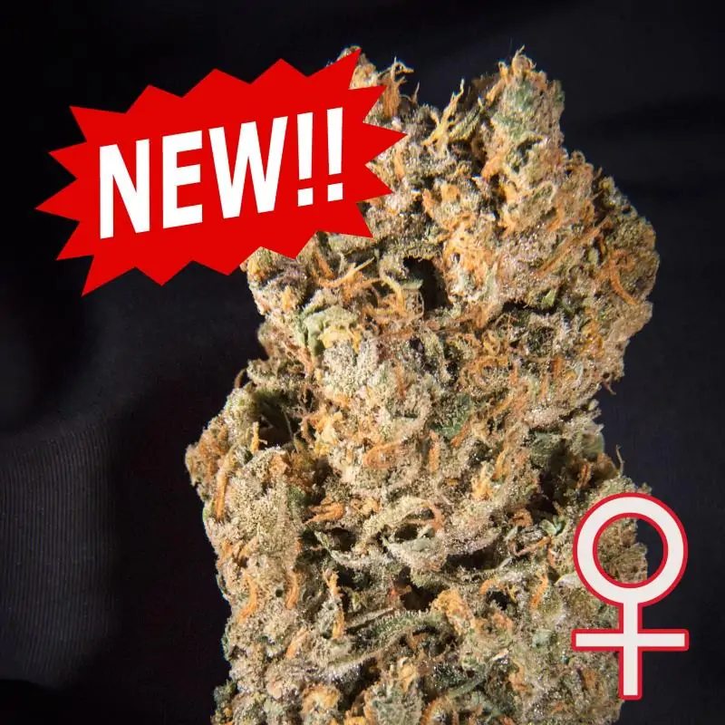 Auto Space Mango