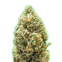 AUTO BRUCE BANNER MONSTER GENETICS