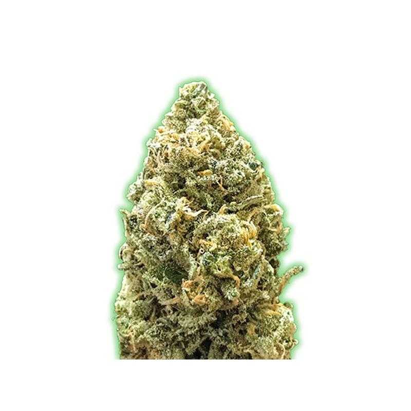 AUTO BRUCE BANNER MONSTER GENETICS AUTO BRUCE BANNER MONSTER GENETICS