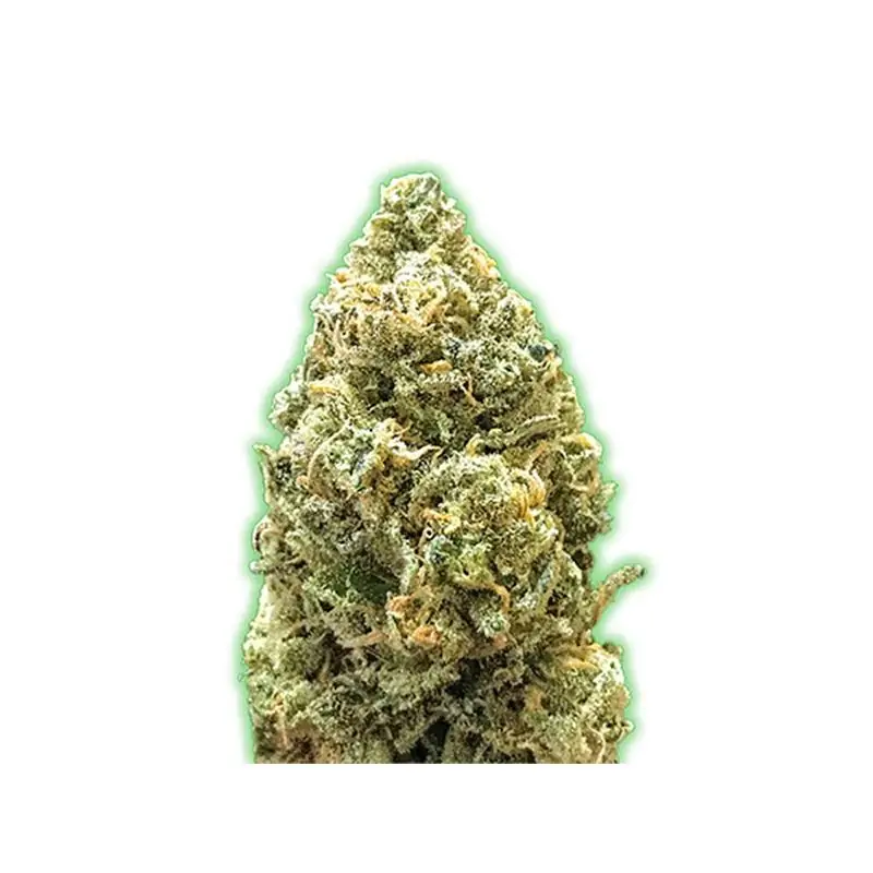AUTO BRUCE BANNER MONSTER GENETICS