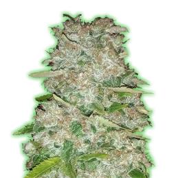 GORILLA GLUE MONSTER GENETICS