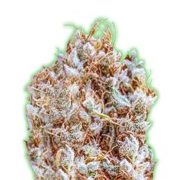 ZKITLLES MONSTER GENETICS
