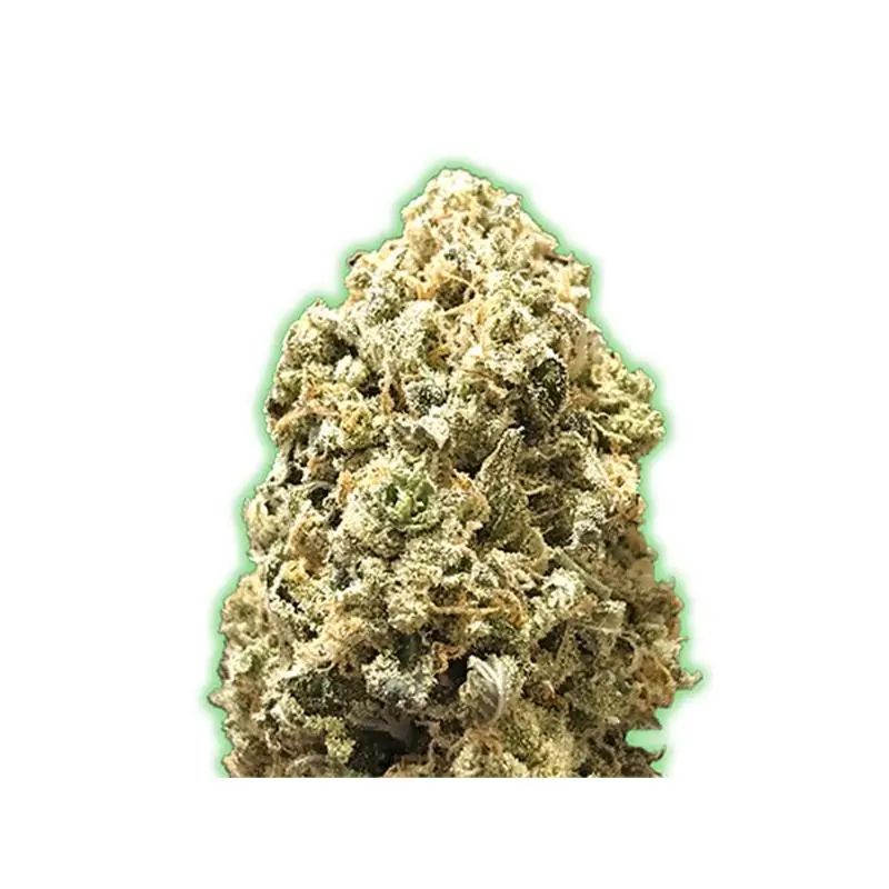 PEBBLES MONSTER GENETICS