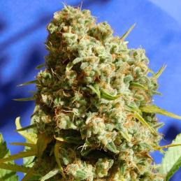 Bruce Banner 3 Fast ORIGINAL SENSIBLE