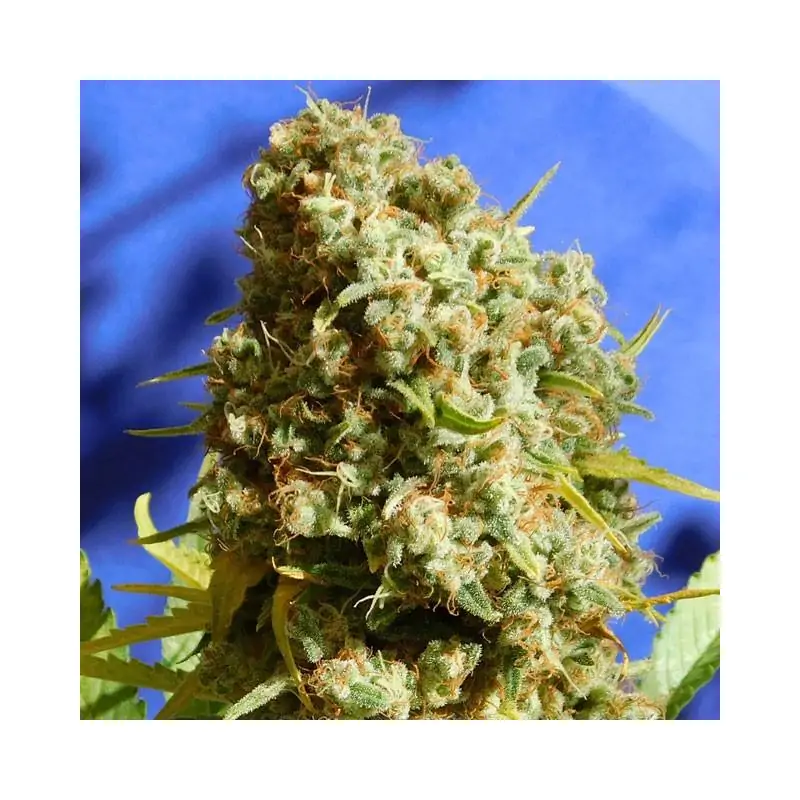 Bruce Banner 3 Fast ORIGINAL SENSIBLE