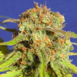 Bruce Banner 3 Auto ORIGINAL SENSIBLE