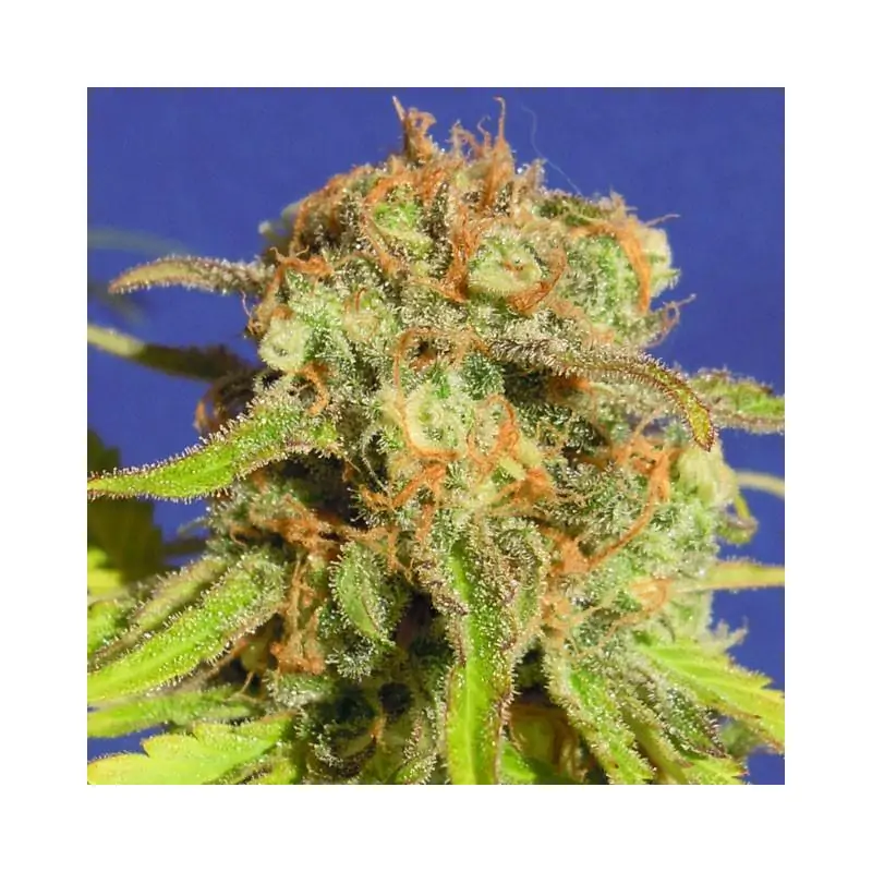 Bruce Banner 3 Auto ORIGINAL SENSIBLE