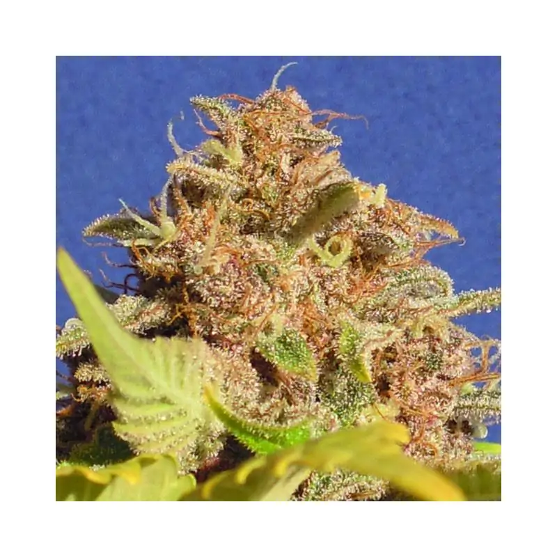 Wedding Cake Auto original sensible