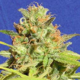 Zkittlez Auto original sensible