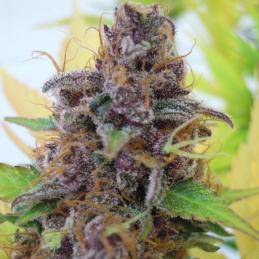 Gelato Auto ORIGINAL SENSIBLE