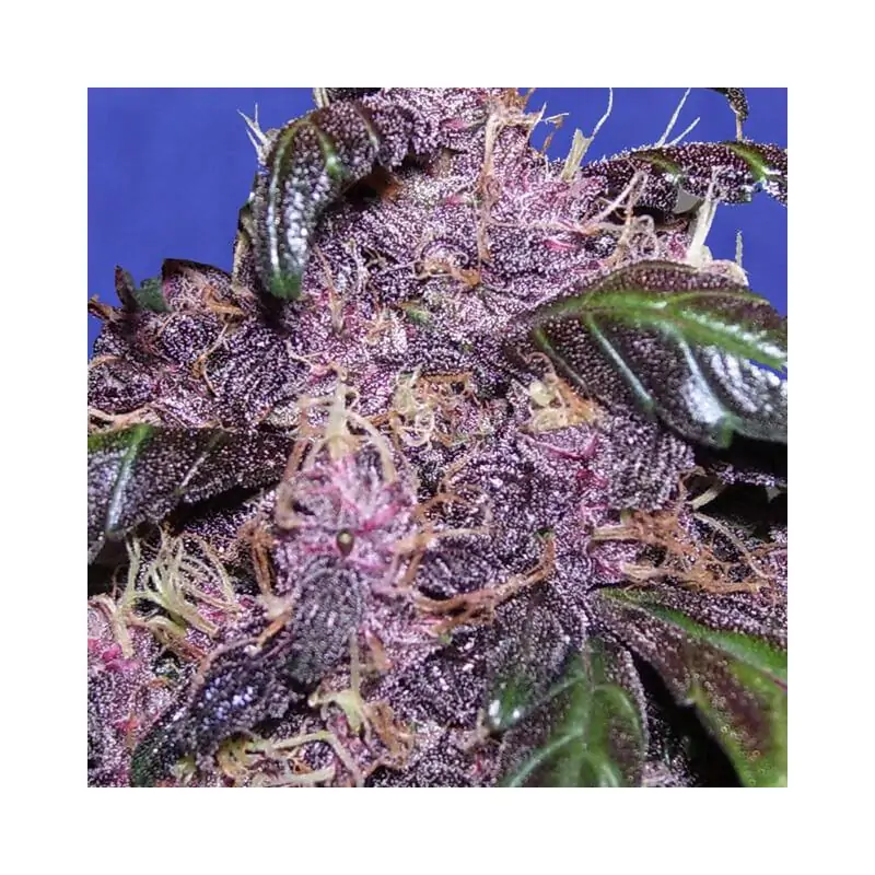 Auto Purple ORIGINAL SENSIBLE