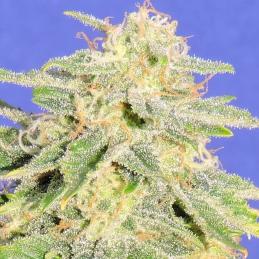Auto Jack Herer