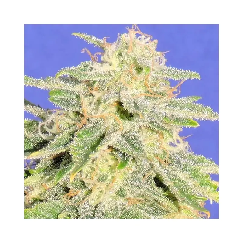 Auto Jack Herer