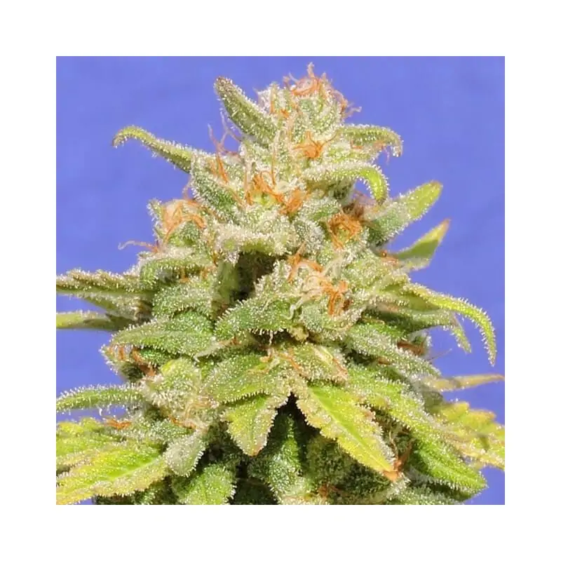 Auto White Crystal Meth